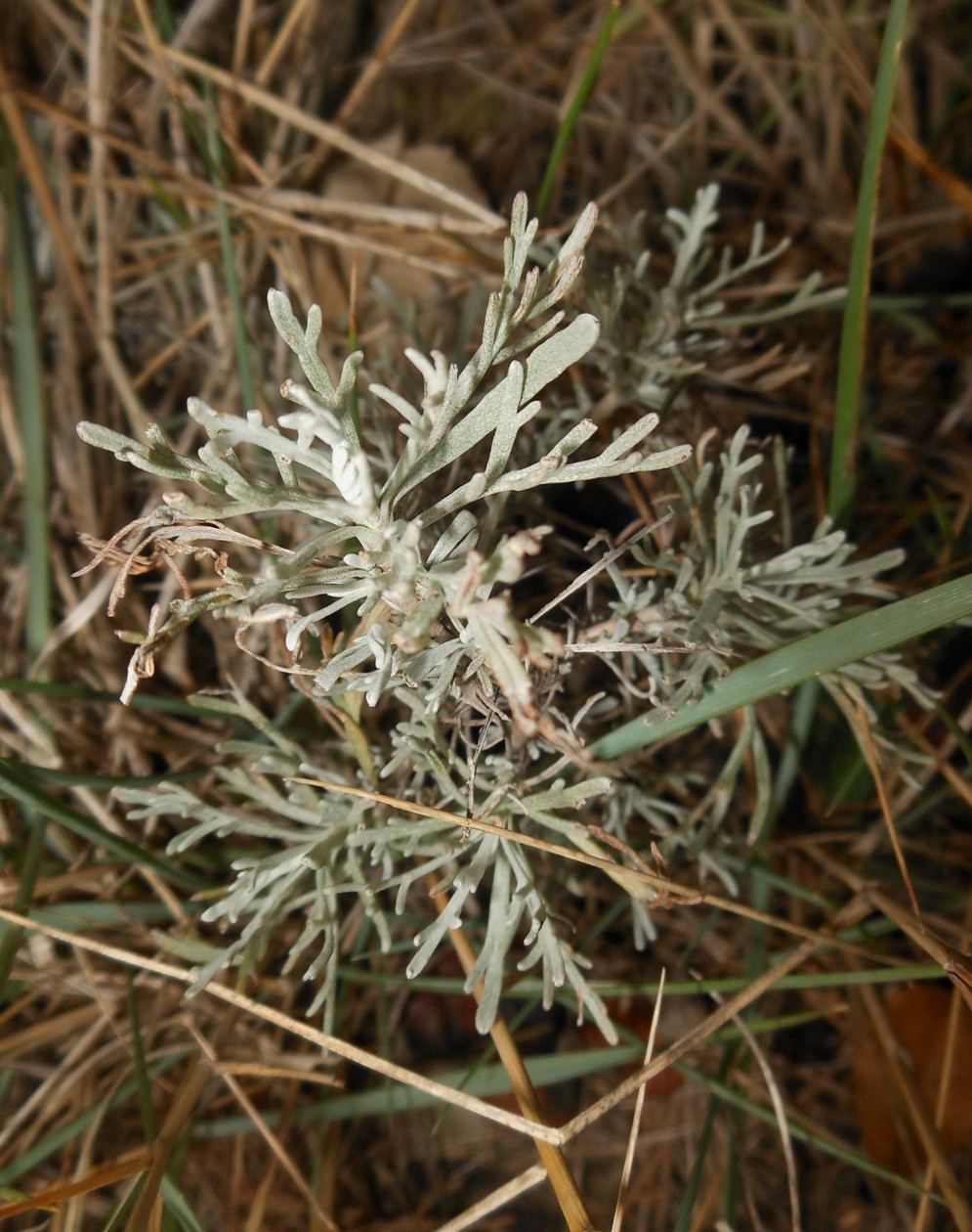 Artemisia caerulescens subsp. cretacea / Assenzio dei calanchi